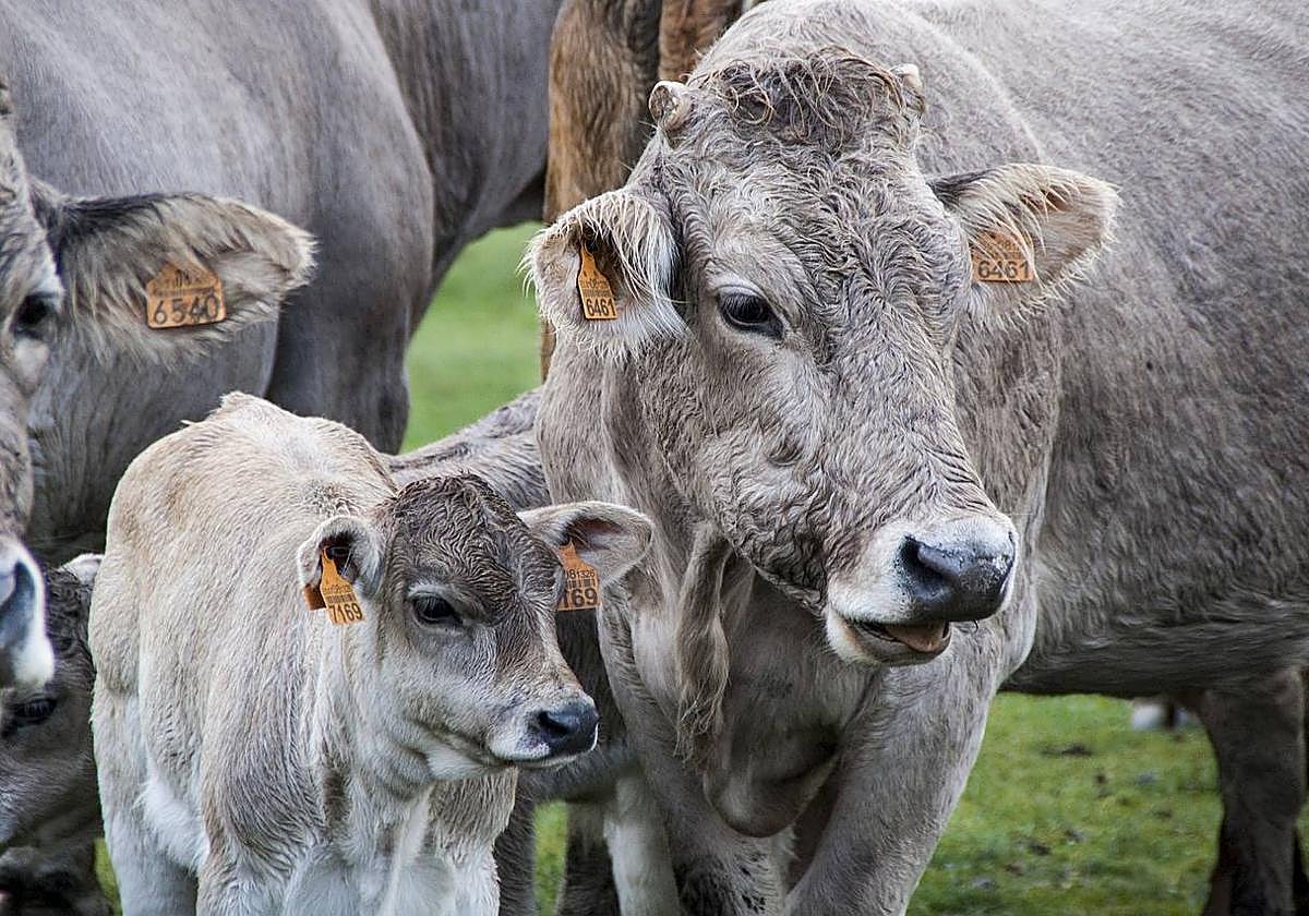 Uscal pide endurecer el saneamiento ganadero.