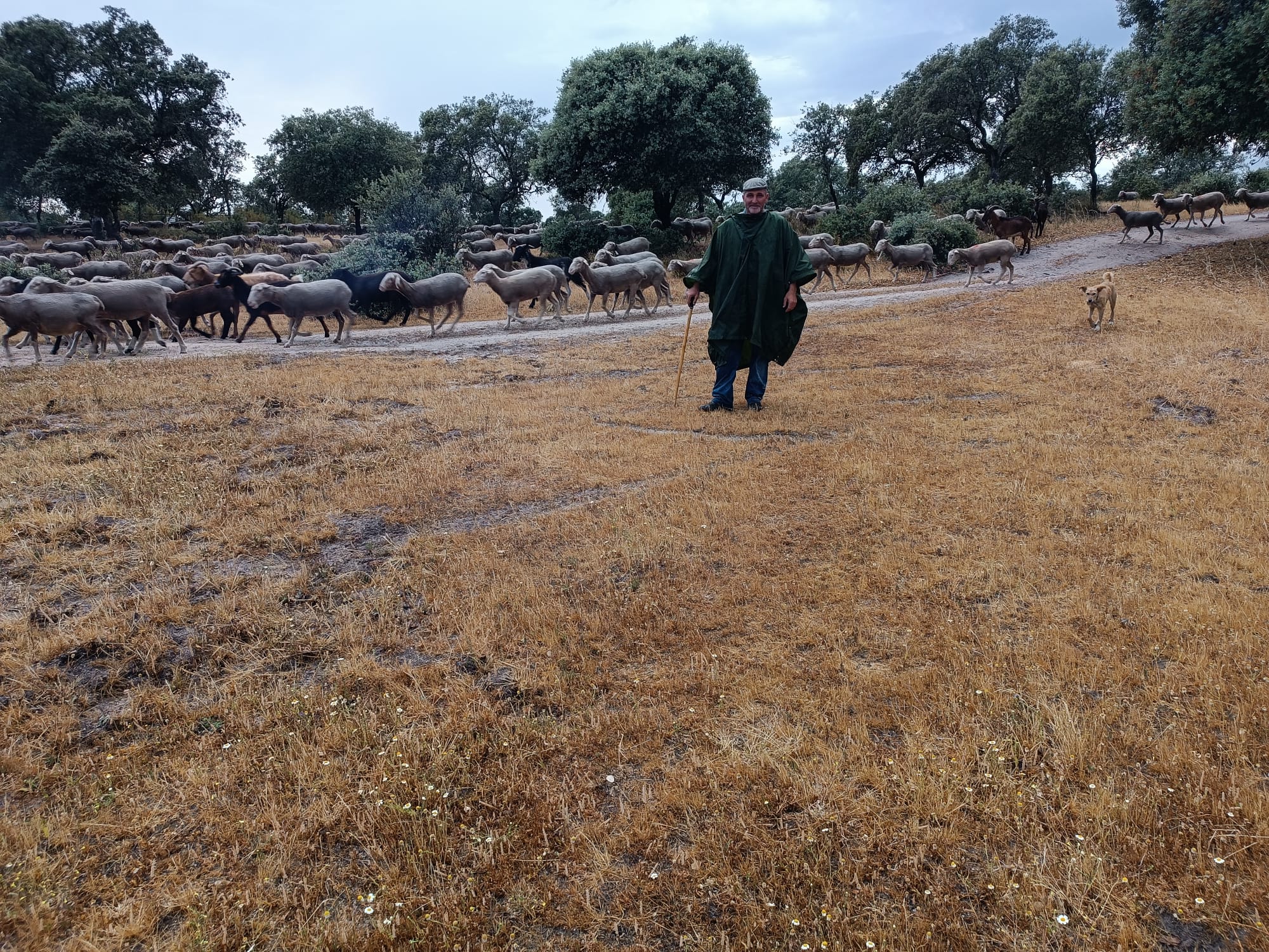 1.700 ovejas hacia León en busca de agua