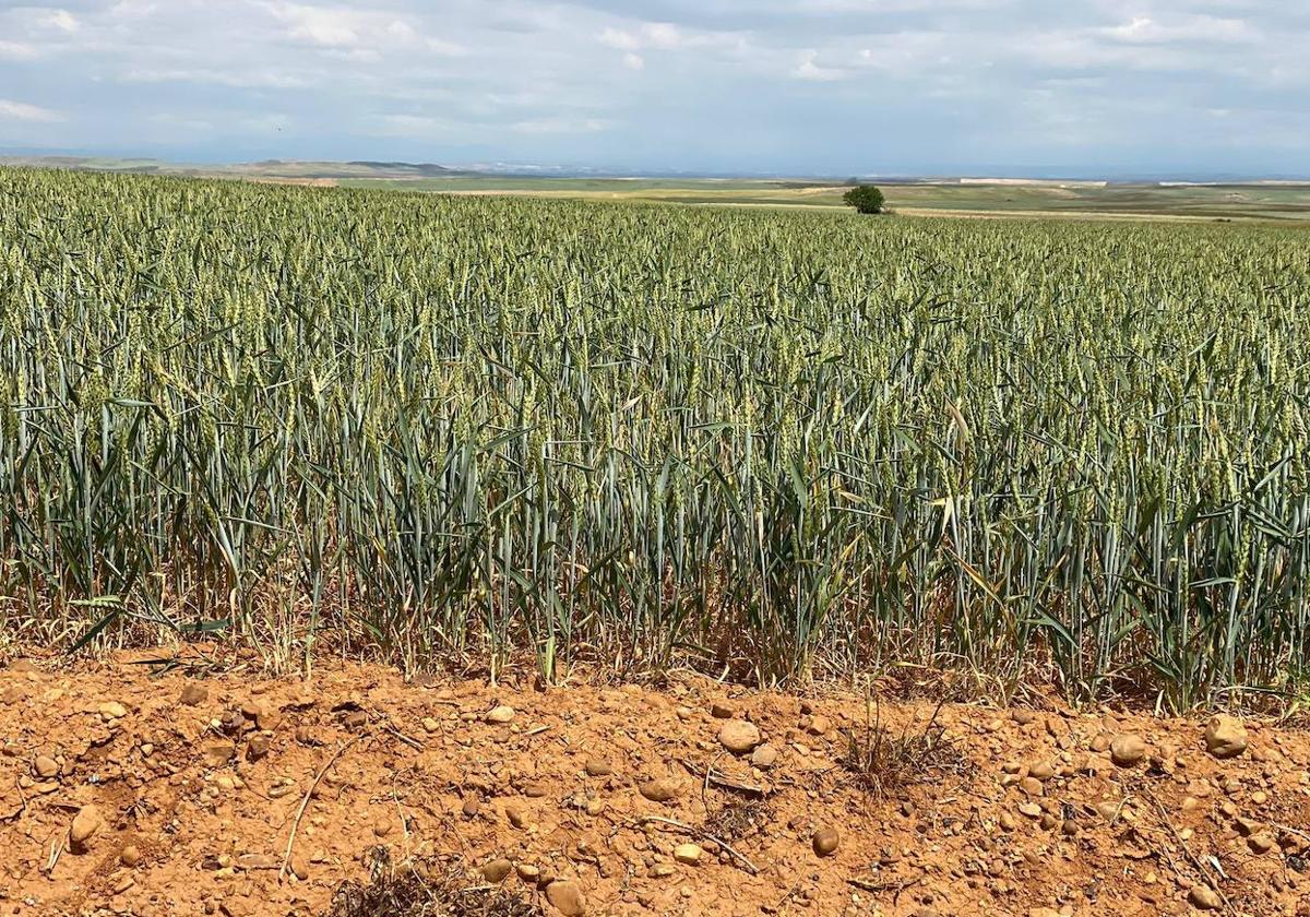 Imagen de un campo de trigo en la provincia leonesa.