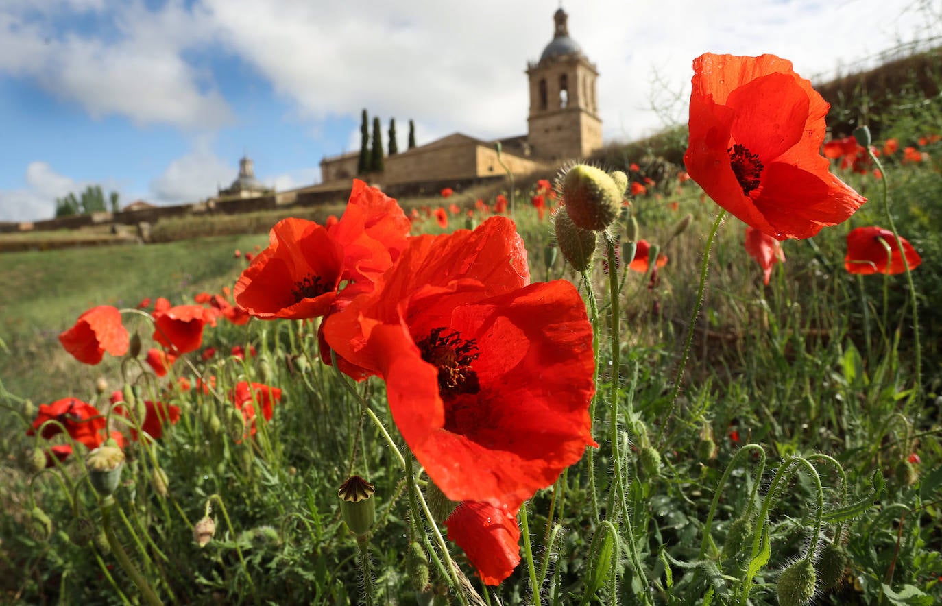 El campo de Castilla y León se tiñe de rojo