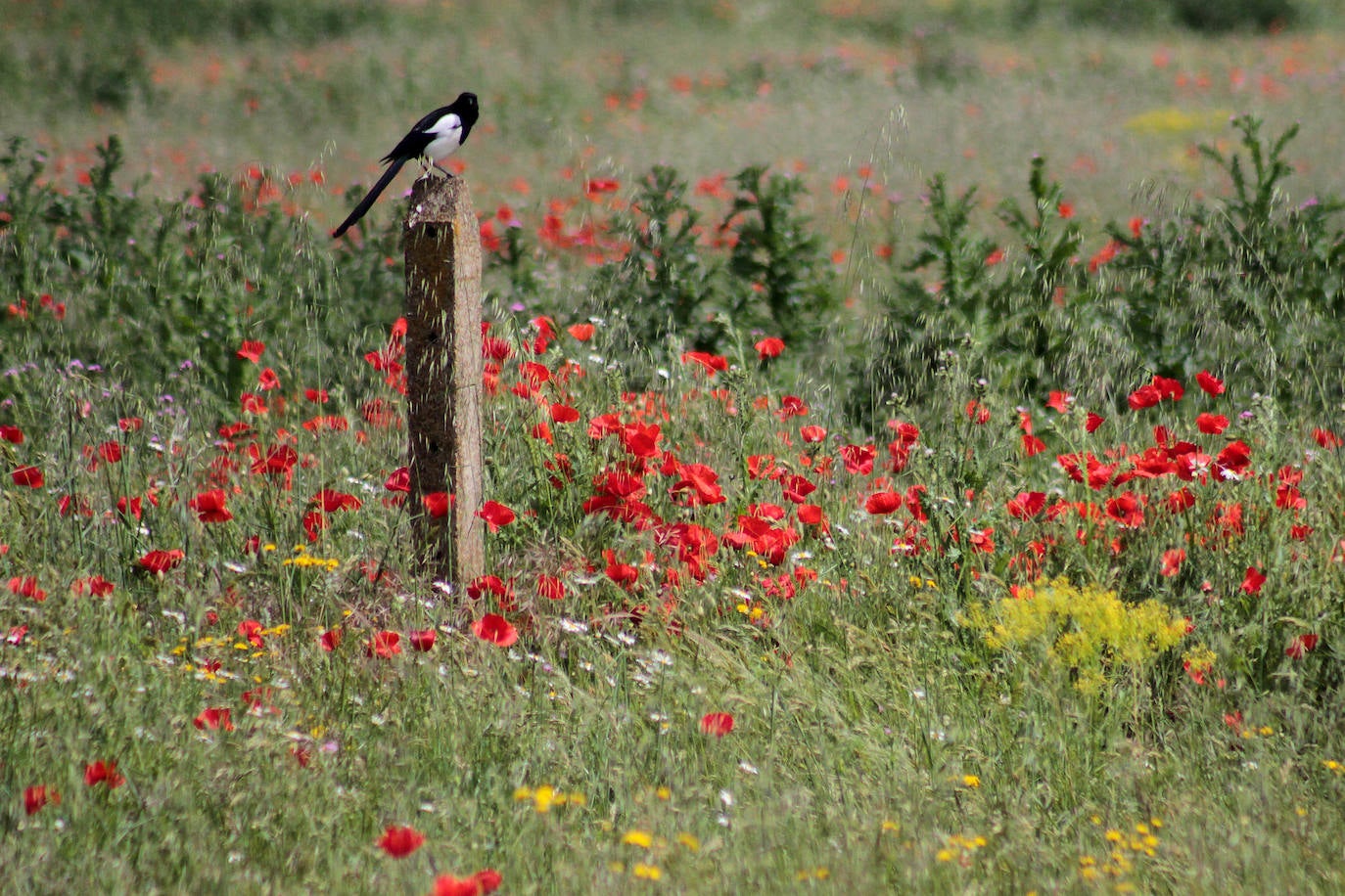 El campo de Castilla y León se tiñe de rojo