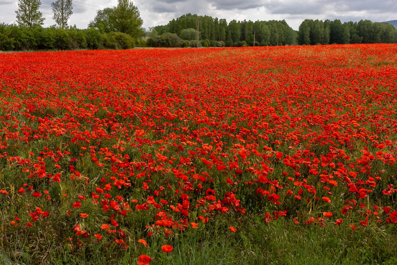 El campo de Castilla y León se tiñe de rojo