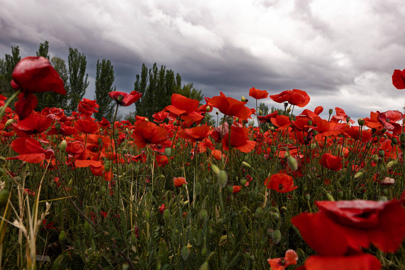 El campo de Castilla y León se tiñe de rojo