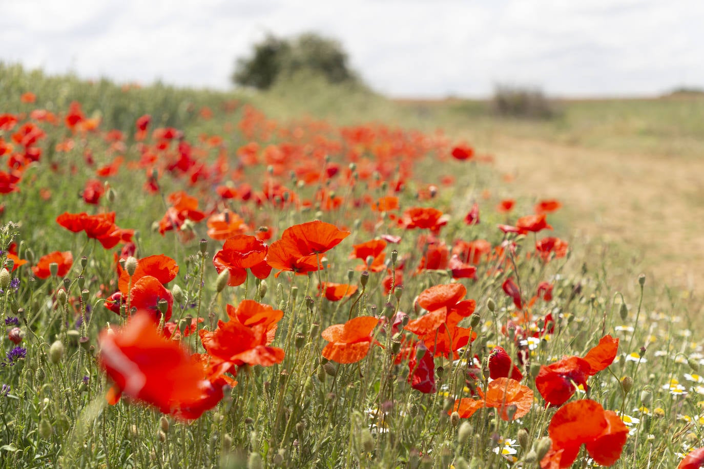 El campo de Castilla y León se tiñe de rojo