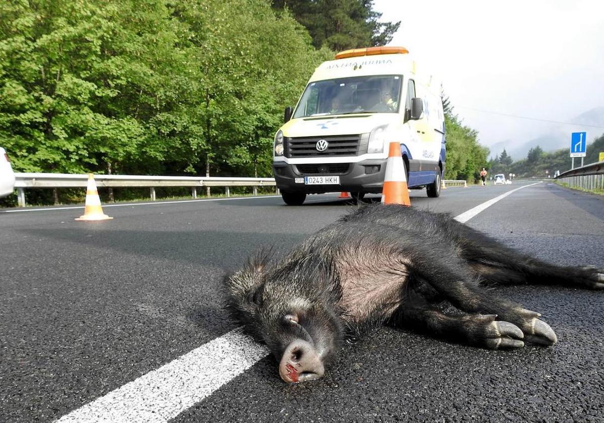 Los accidentes provocados por animales en León se duplican en la última década y superan los 2.500 en el último año