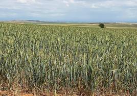 Imagen de un campo de cereal en la zona de Los Oteros.