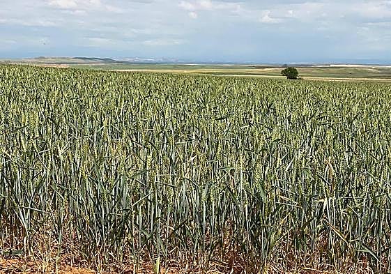 Imagen de un campo de cereal en la zona de Los Oteros.