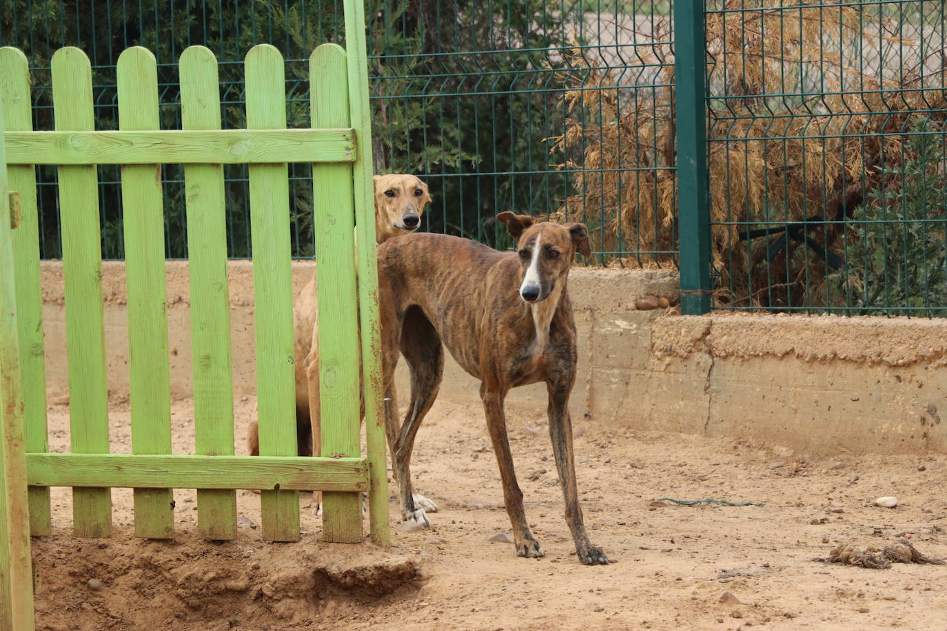 Hotel canino Las Lomas