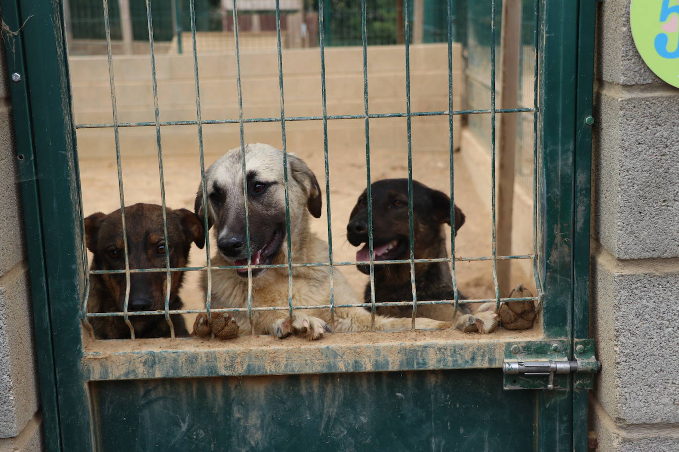 Hotel canino Las Lomas