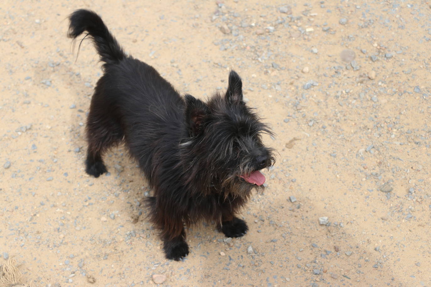 Hotel canino Las Lomas