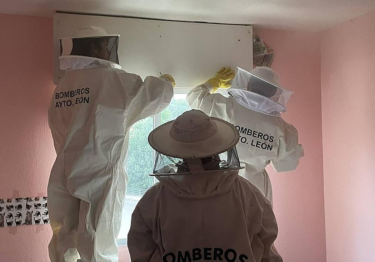 Los bomberos del Ayuntamiento de León trabajan en la retirada del enjambre.