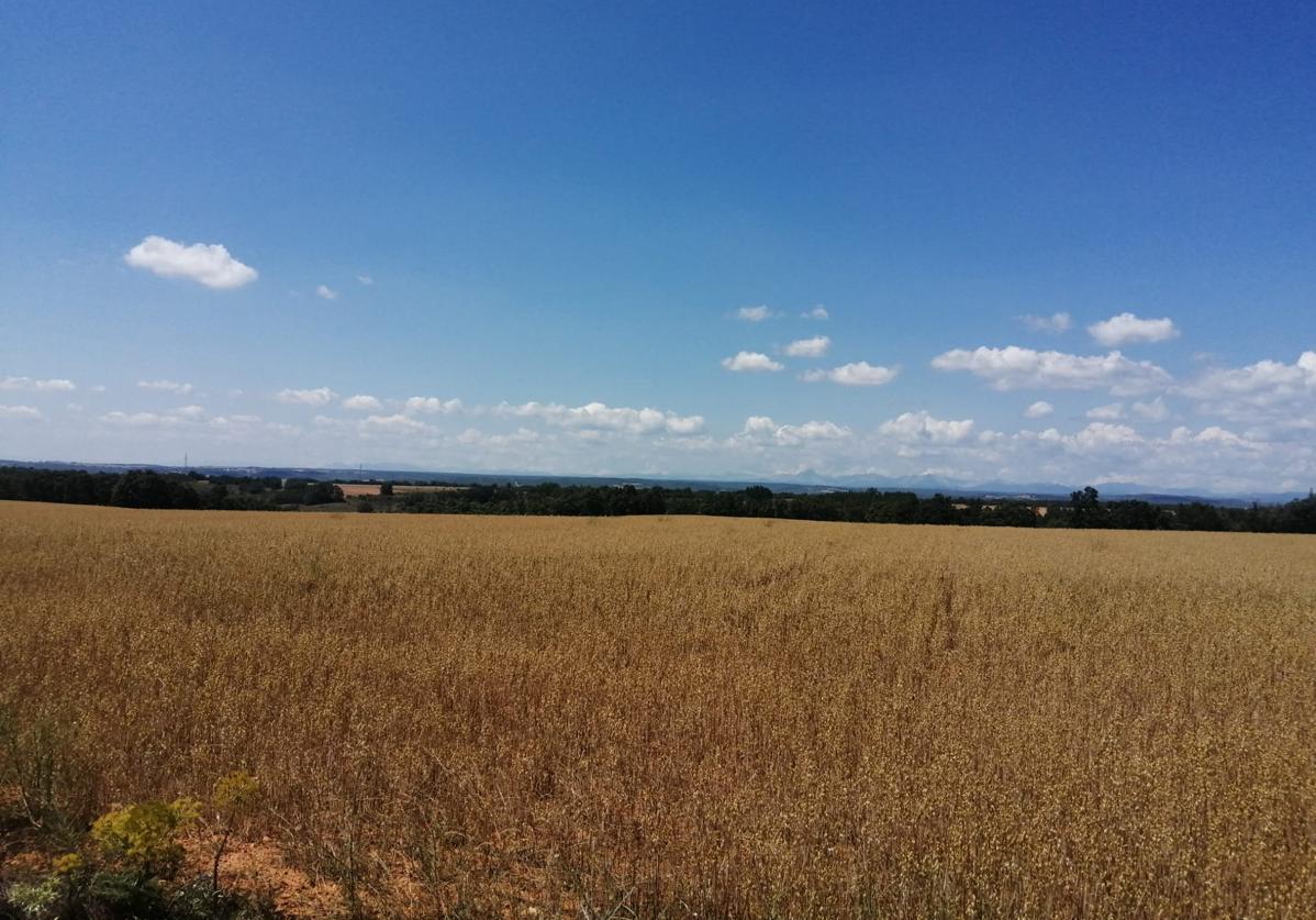 Continuamos en el trance del paso de primavera a verano con temperaturas veraniegas que permiten dejar la chaquetina en casa