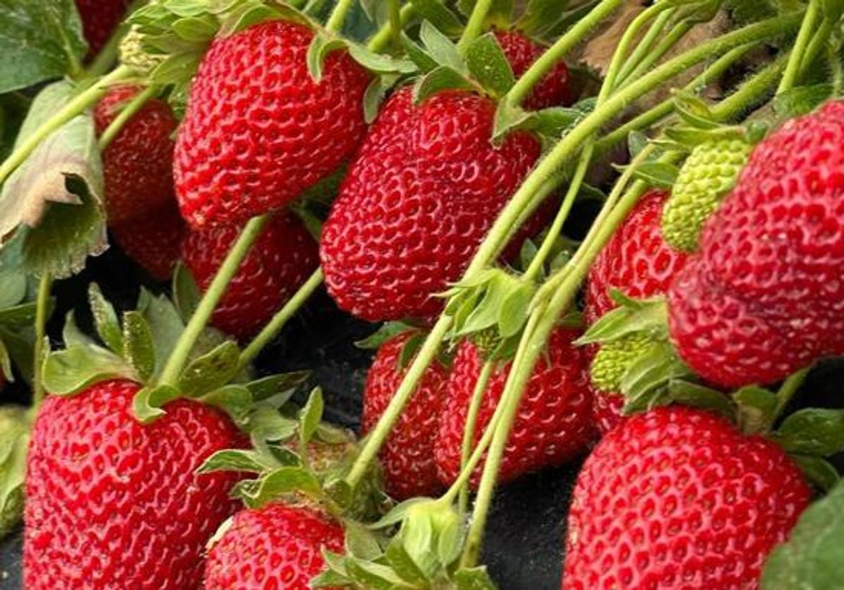 Fresas.