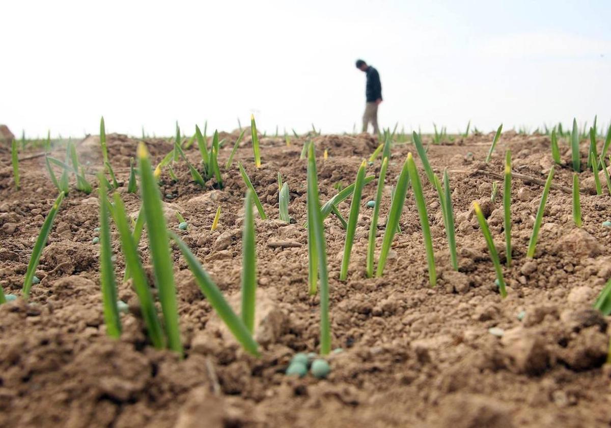 Imagen de archivo de un campo de cultivo.