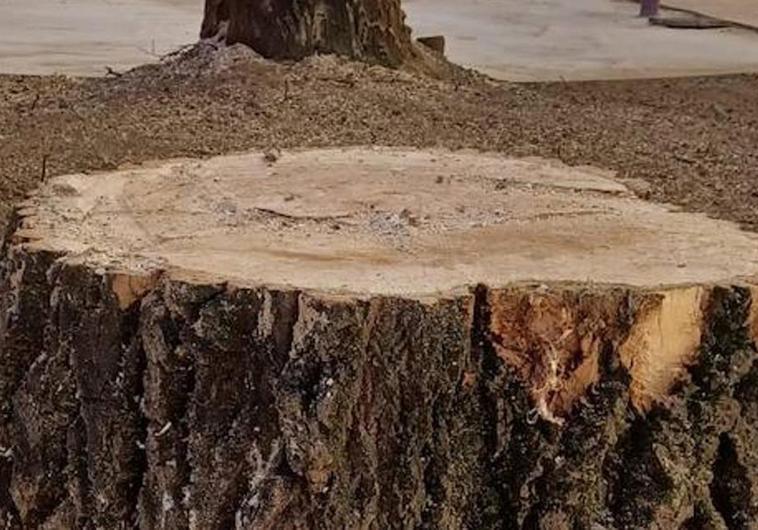 UPL pide un estudio pormenorizado del estado de los árboles para evitar talas «indiscriminadas»