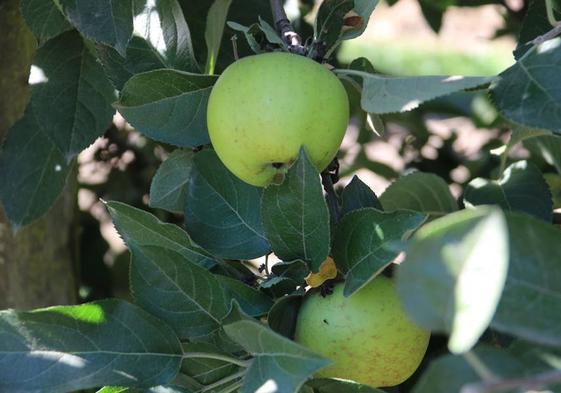 Manzanas del Bierzo.