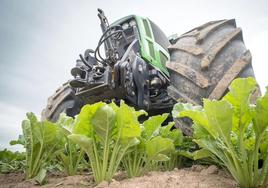 La remolacha gana terreno de cultivo en la provincia en un contexto complicado.