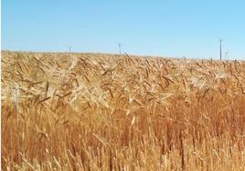 Imagen de un campo de trigo.
