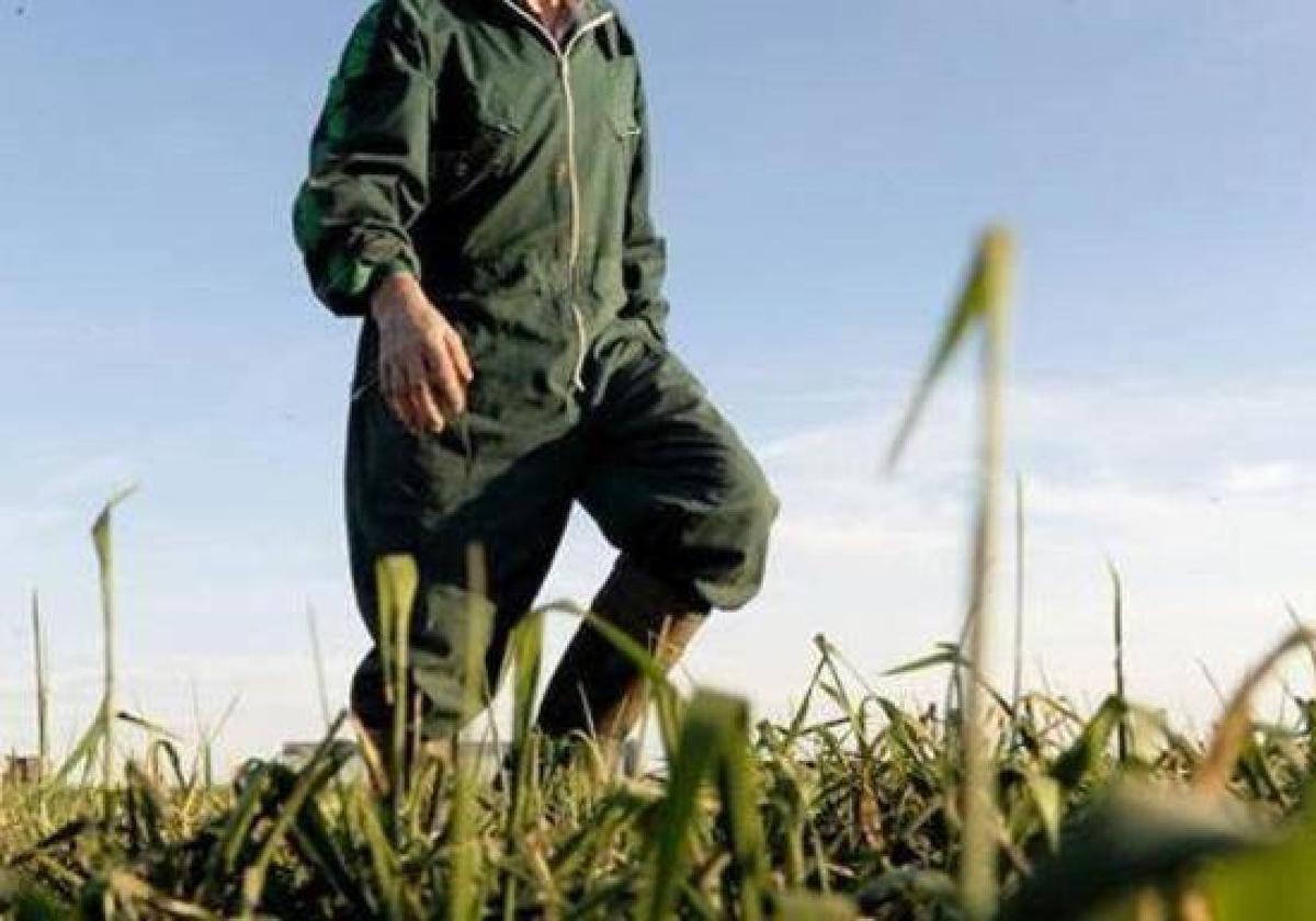 Las explotaciones agropecuarias y industrias agroalimentarias de Castilla y León, a la cola de España en conexiones de fibra óptica