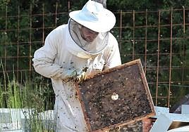 Un apicultor trabaja en sus colmenas.