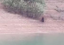 El oso a su salida del pantano de Riaño.