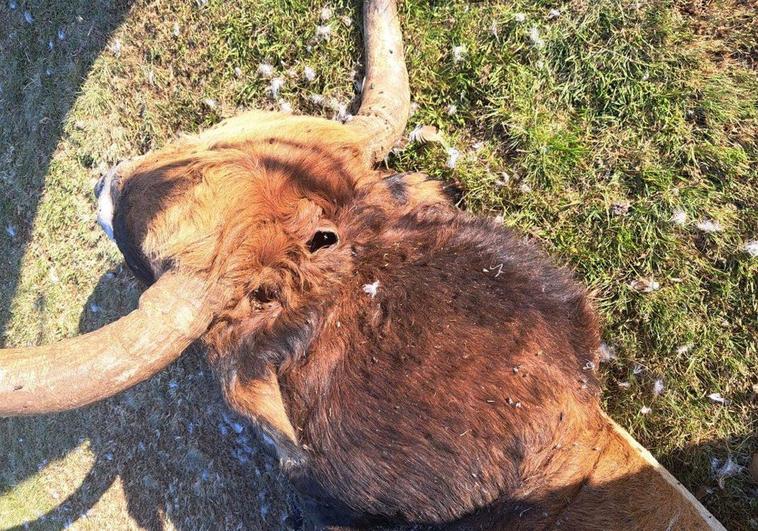 Imagen de las heridas provocadas en la cabeza del toro.