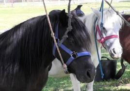 Ponys en el festival familiar 'Buscando el Norte' en Boñar