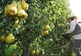 Una mujer trabaja en la recolección de peras en El Bierzo.