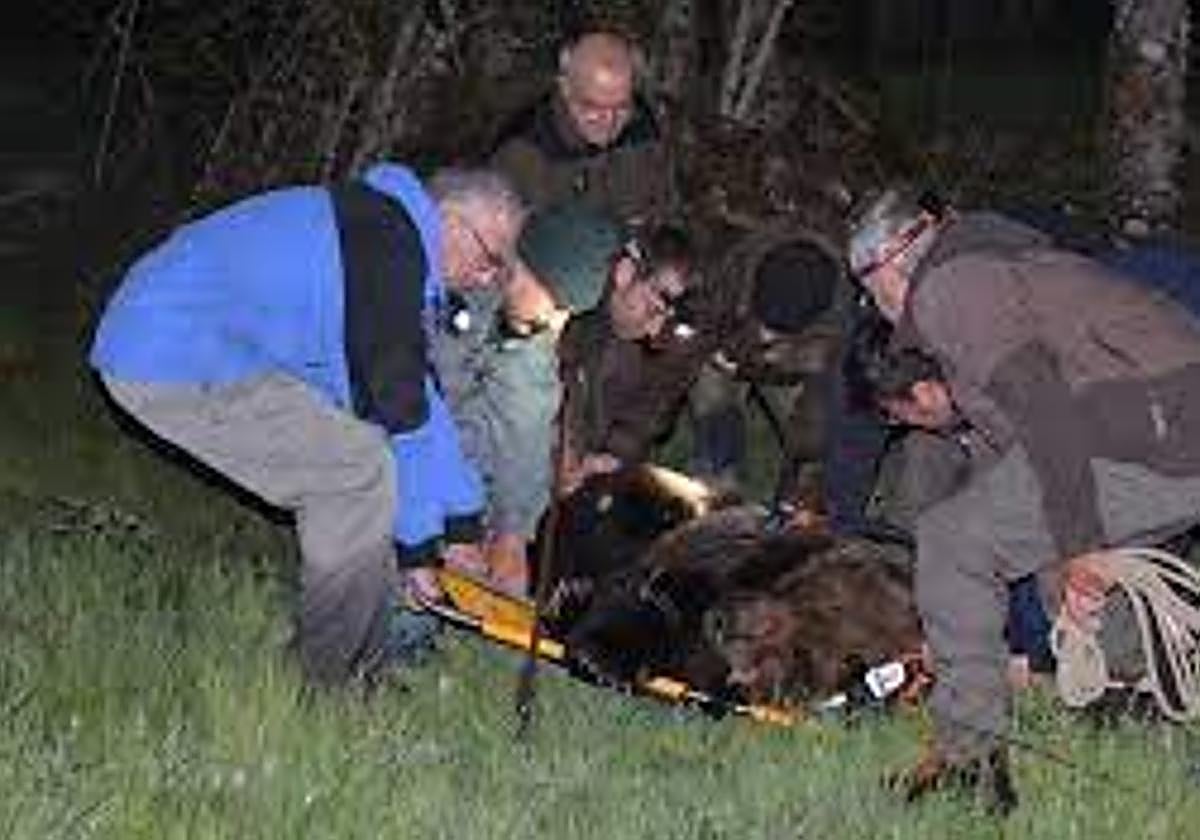 Rescate de un oso en Palacios del Sil.