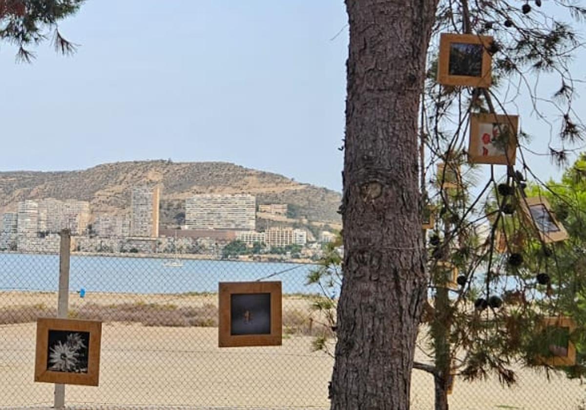 Las obras expuestas en el jardín del CAMP Santa Faz de Alicante.