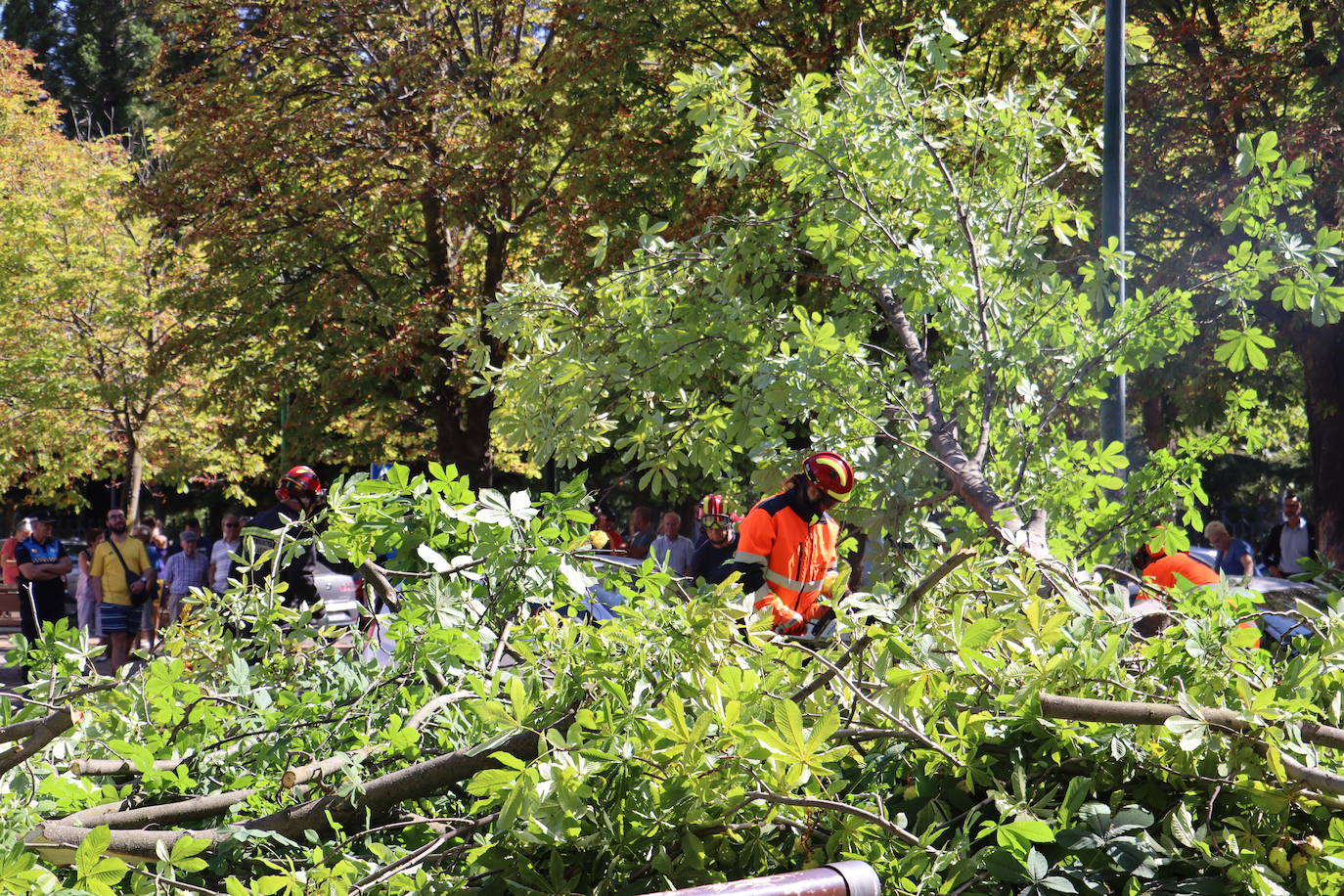 Cae un árbol en el centro de León