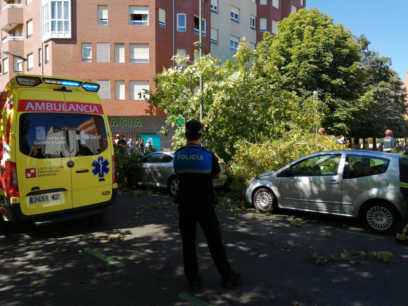 Cae un árbol en el centro de León