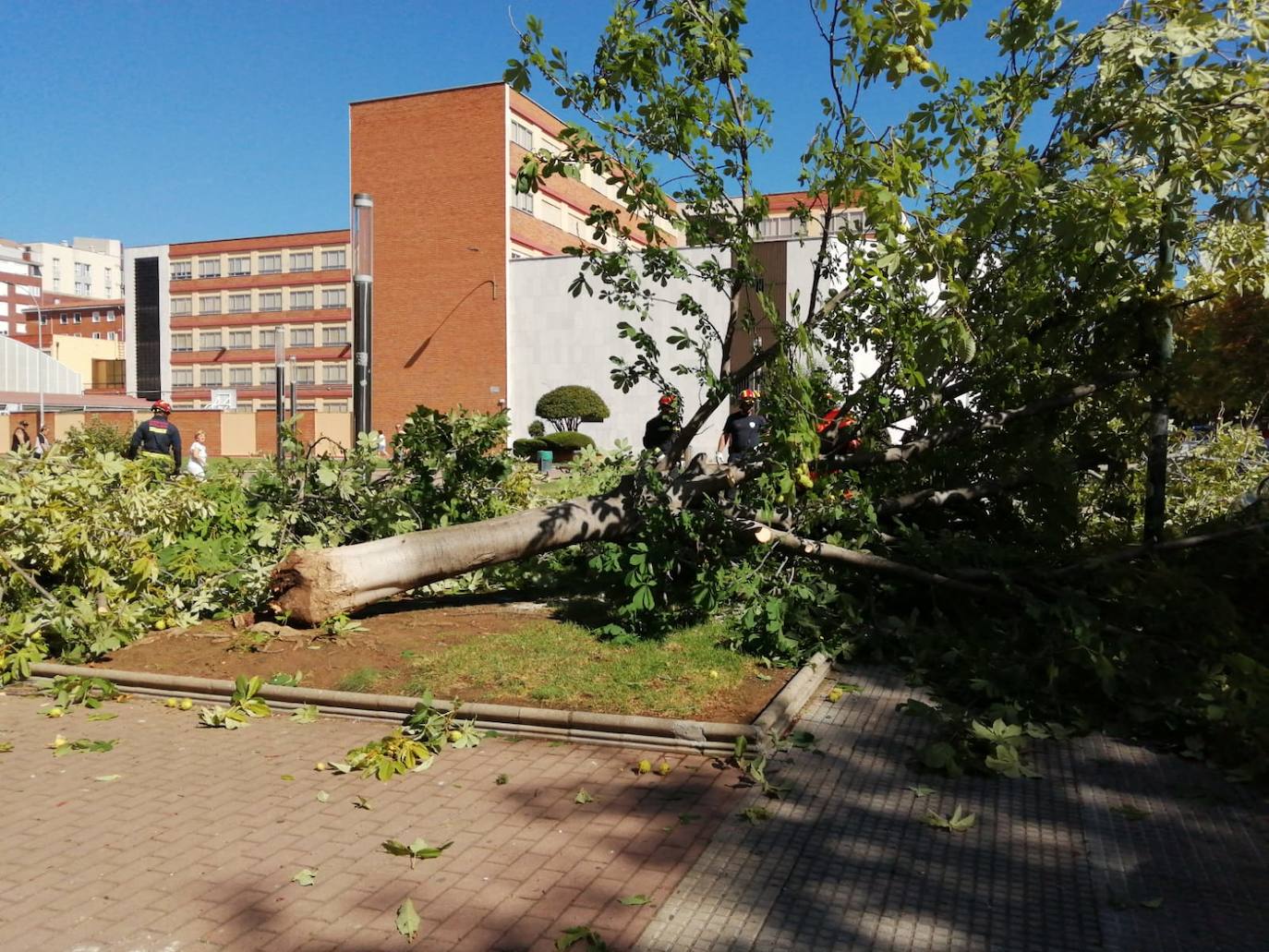 Cae un árbol en el centro de León