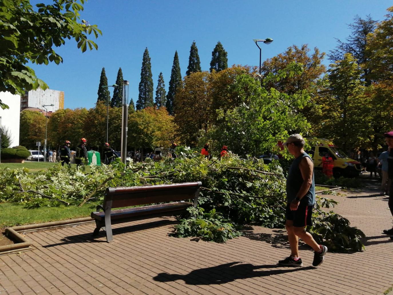 Cae un árbol en el centro de León