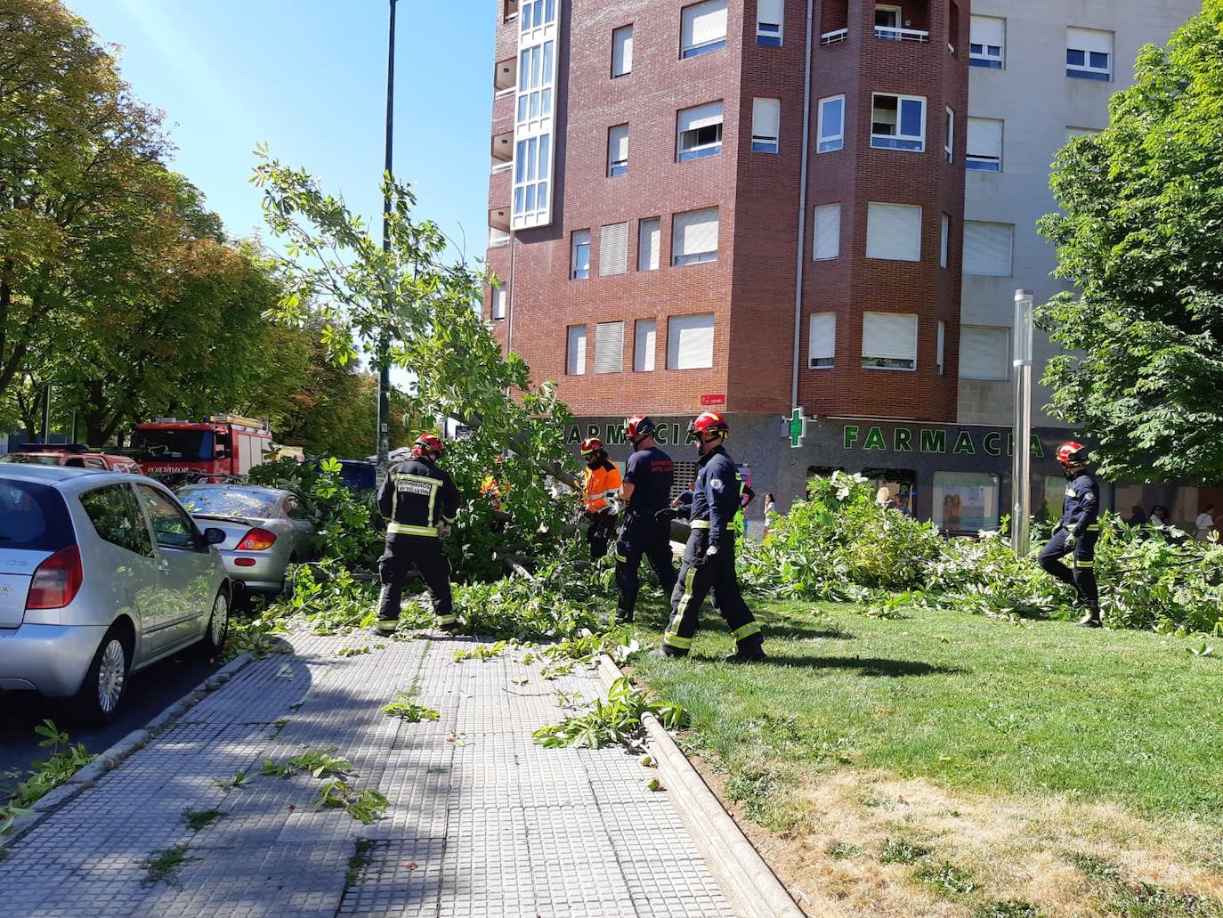 Cae un árbol en el centro de León