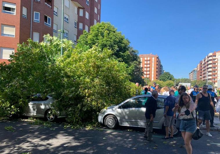 Imagen del árbol sobre un vehículo estacionado en la zona.