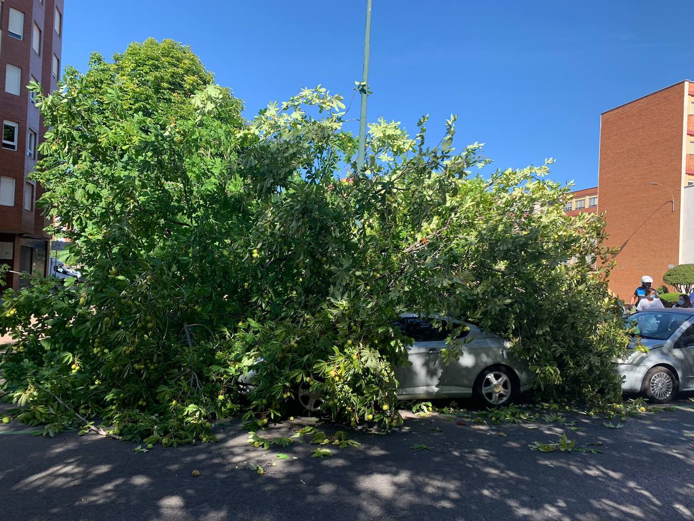 Cae un árbol en el centro de León