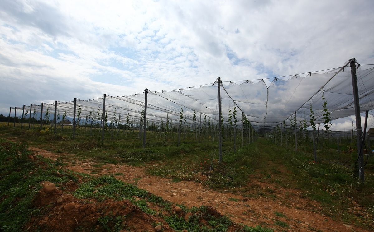 Finca de kiwis gestionada a través del Banco de Tierras del consejo Comarcal del Bierzo