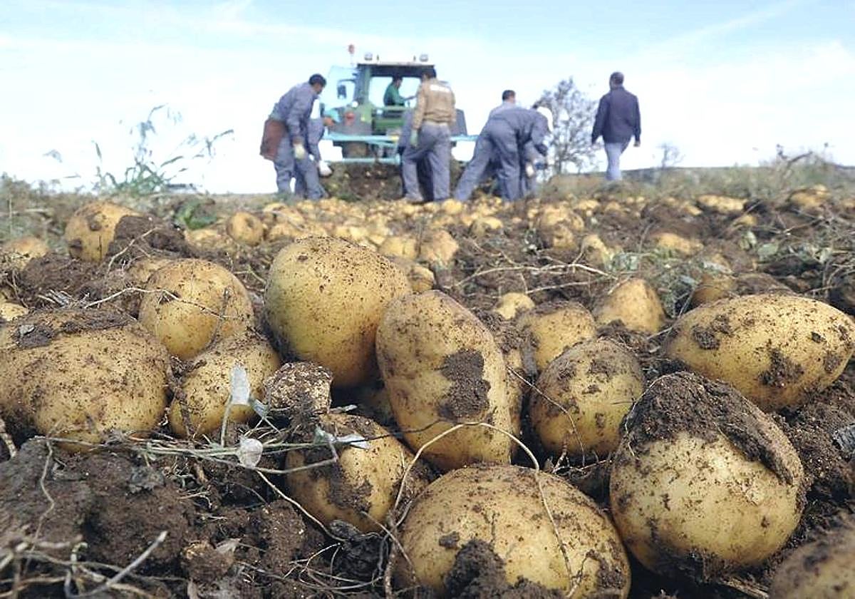 Recogida de patatas.