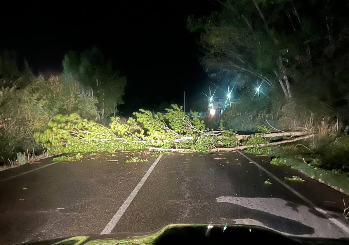 El árbol cortó el tráfico de la LE-441 esta madrugada.