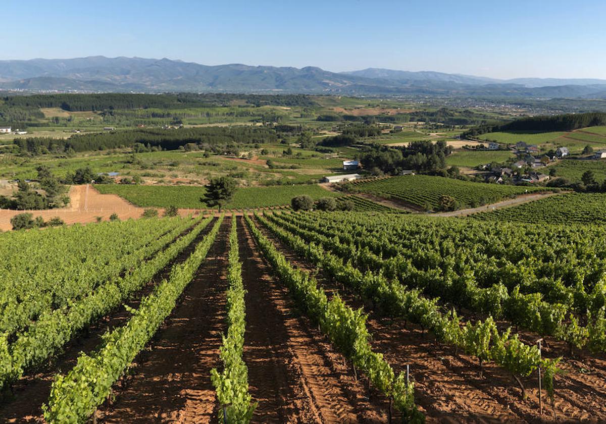 Viñedos en El Bierzo.