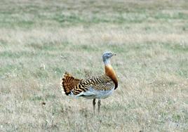 Avutarda en las lagunas de Villafáfila.