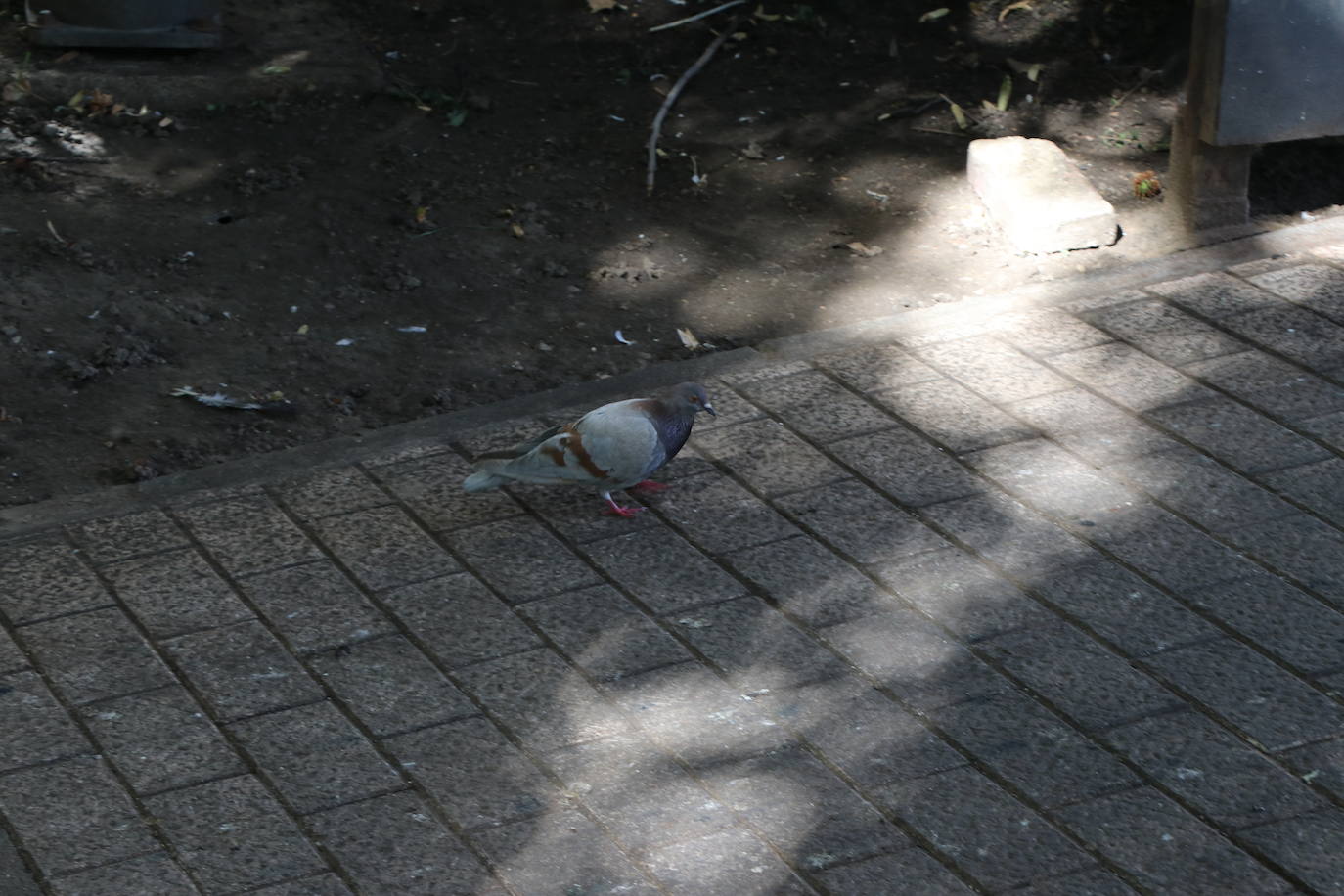 El gran número de palomas genera malestar en los vecinos.