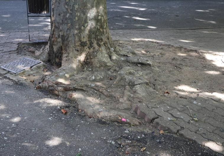 Las raíces de los árboles levantan el suelo del parque de San Francisco.