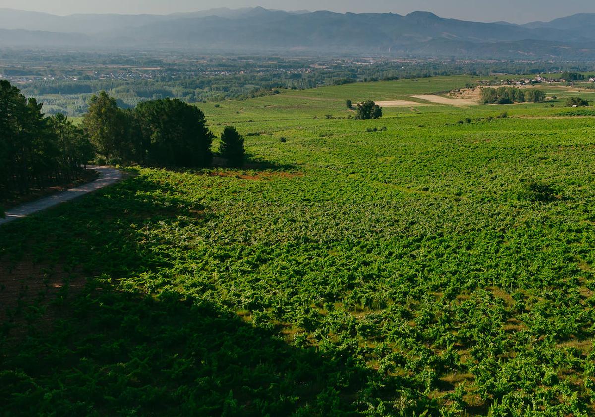 Agricultura reparte 98 millones entre los Grupos de Acción Local de Castilla y León.