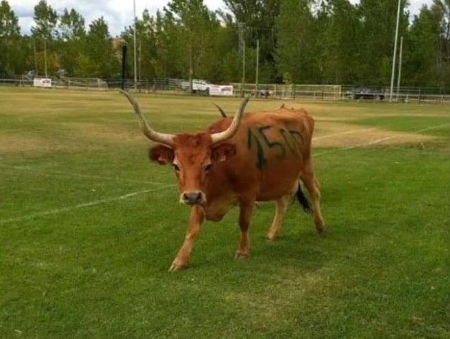 La vaca de 1.500 euros