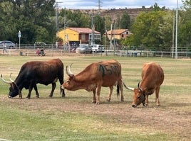 Las tres hermosas vacas esperando a defecar