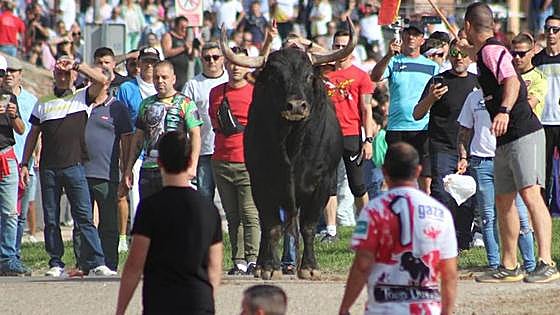 El Toro de la Vega se escapa y cornea a un hombre, trasladado al Hospital