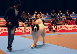 Imagen de una exhibición durante una edición de la Exposición Internacional Canina de León.