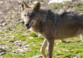 COAG afirma que los ataques de lobos a ganado han aumentado un 18%